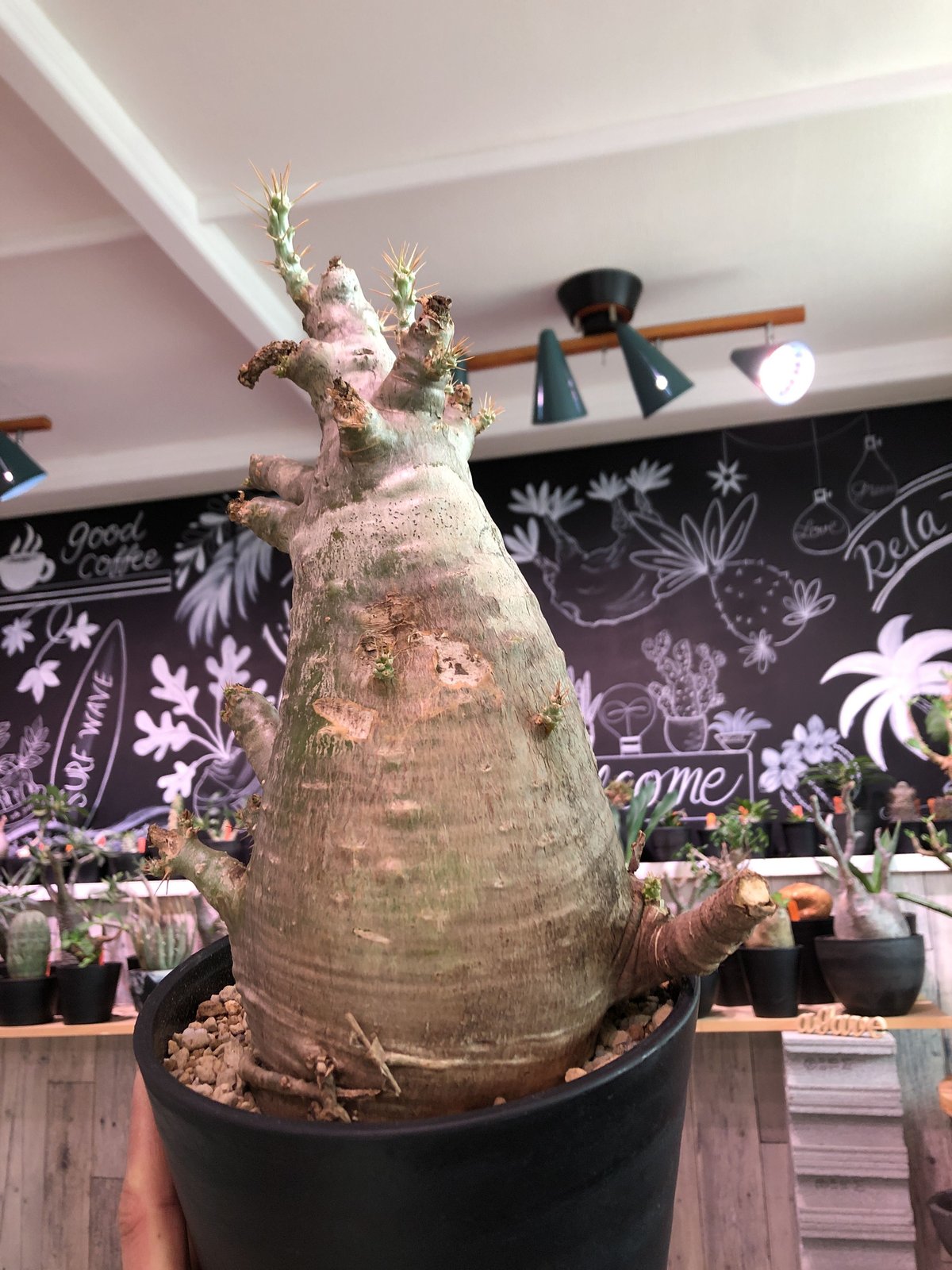 fit=scale-down,w=1200