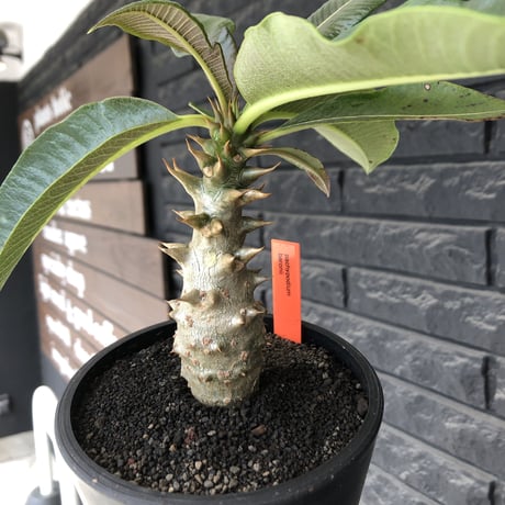 pachypodium  baronii《M size》※激希少‼︎現地球発根後店主国内管理3年株※現地らしい荒いstuds棘に肌質‼︎weight低め極太樹形※mad black pot植え
