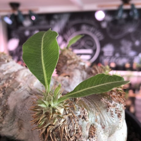 packypodium  eburneum《大きめM  size》※現地球発根済株※店主国内管理4年株※荒い岩肌質にエブレらしいぼってり樹形が堪らない一株※浅鉢植え
