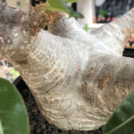 pachypodium enigmaticum《L size》※現地球株発根済※ワイルドな極太枝を持ち良樹形バランスの美しい一株‼︎（white肌）※black bowl pot植え