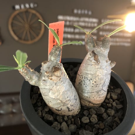 pachypodium gracilius《S size》白肌&W-he'd株※現地球発根後店主国内管理2年株※美しくかわいすぎる一株※mad black pot植え