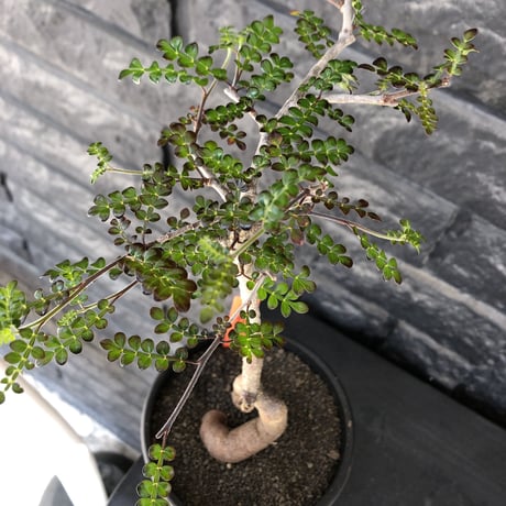 operculicarya decaryi littmon seed🌱 《5年株》※成長早く例年変化を感じ育てられる上、weight低く作り込んだ上品仕立て選抜株※mad black pot植え