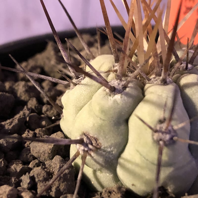 copiapoa cinerea 長棘黒王丸《S size》※現地球株カキ仔自根株‼︎※
