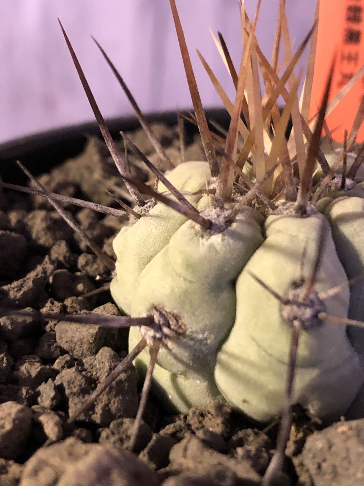 copiapoa cinerea 長棘黒王丸《S size》※現地球株カキ仔自根株 copiapoa cinerea 長棘黒王丸《S size》※現地球株カキ仔自根株