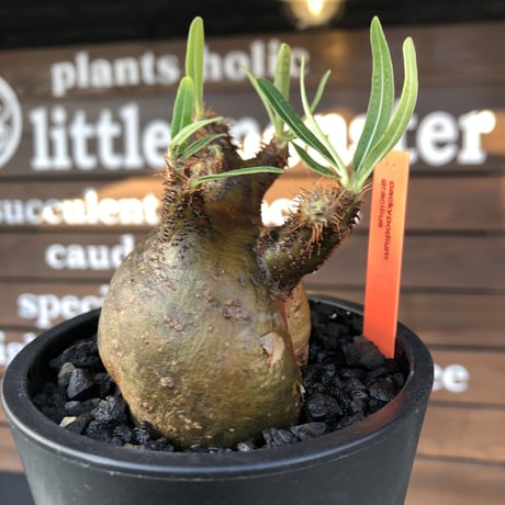 pachypodium  gracilius《小さめM size》激ぼってり樹形※現地球発根済株※店主国内管理2年株※極短枝低重心株の上、激ぼってり樹形が堪らない‼︎※mad black pot植え