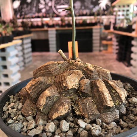 dioscorea  macrostachya メキシコ亀甲竜《L size》※現地球らしい切れ目強き立体樹形がwild且つサイズも大きな夏型メキシコ亀さん※浅鉢植え※夏型種
