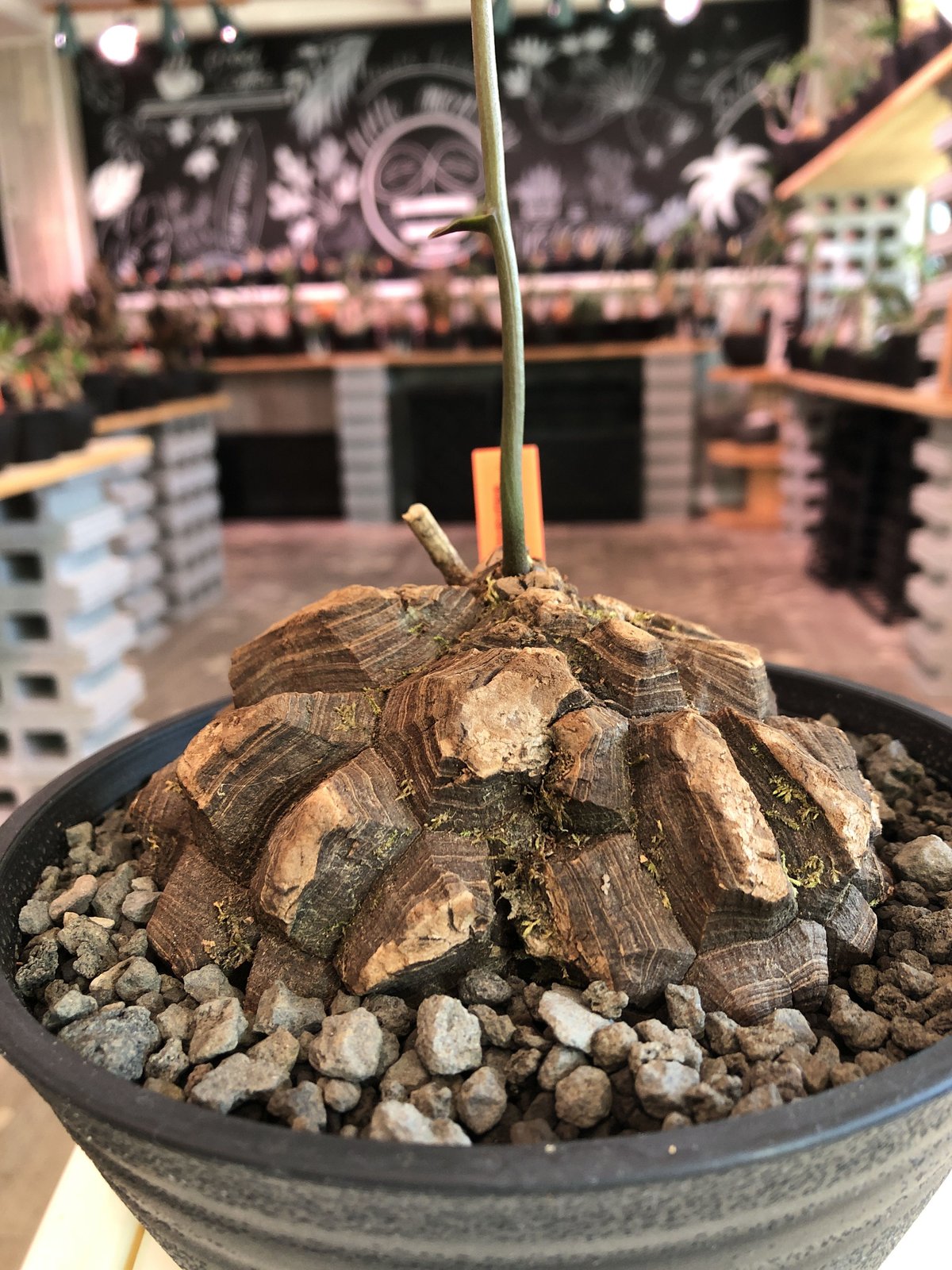 dioscorea macrostachya メキシコ亀甲竜《L size》※現地球らしい dioscorea macrostachya メキシコ亀甲竜《L size》※現地球らしい