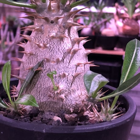 packypodium  horombense  littmon seed🌱《L size》※たっぷり水飲み年月をかけ作り込んだ特大リトモン実生ホロン‼︎※オススメ株※mad black pot植え