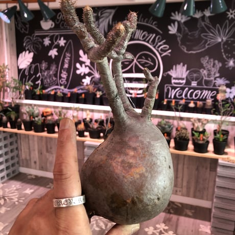packypodium    gracilius《L size》輸入後間もないまん丸新鮮株🌵vo⑦  限定2株