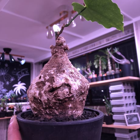 adenia   plastic《大きめM size》※大変肌質と表皮が木質化したvintage株‼︎ ※mad black pot植え　※希少