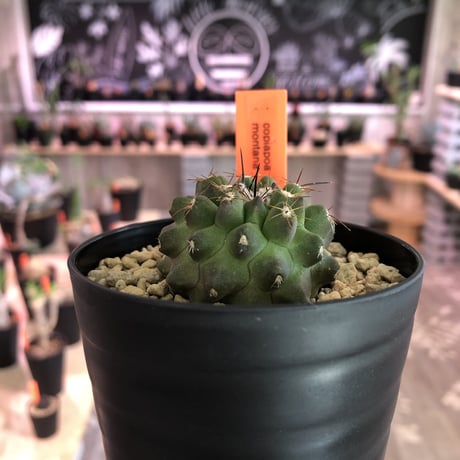 copiapoa   montana《S size》