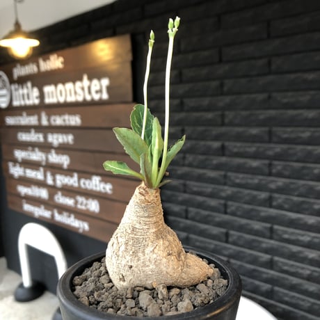 euphorbia  fishbone《 大きめM size》※現地球株発根済※激希少‼︎流通少なきフィッシュボーン※mad black pot植え