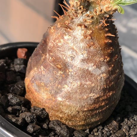 pachypodium gracilius《大きめS size》※希少赤肌&green肌＆球体株※現地球発根後店主国内管理2年株※短枝ツートンカラーが堪らない※mad black pot植え