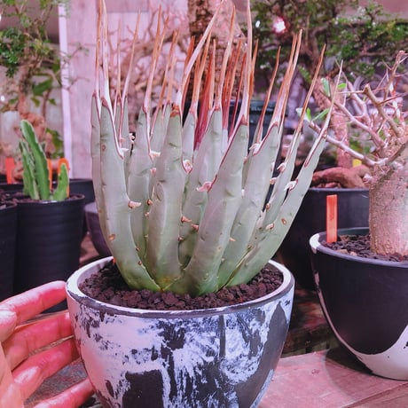 agave    utaensis  var, eborispina《L L size》※驚愕極美株※抜群にwild且つ美しいエボリスピナ‼︎※mad black marble bowl pot植え