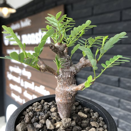 senna  meridionalis《 M size》※現地球発根後店主国内管理3年株※大変幹の色が濃く特化した肌質のセンナ‼︎強剪定繰り返した上品仕立て‼︎※mad black pot植え