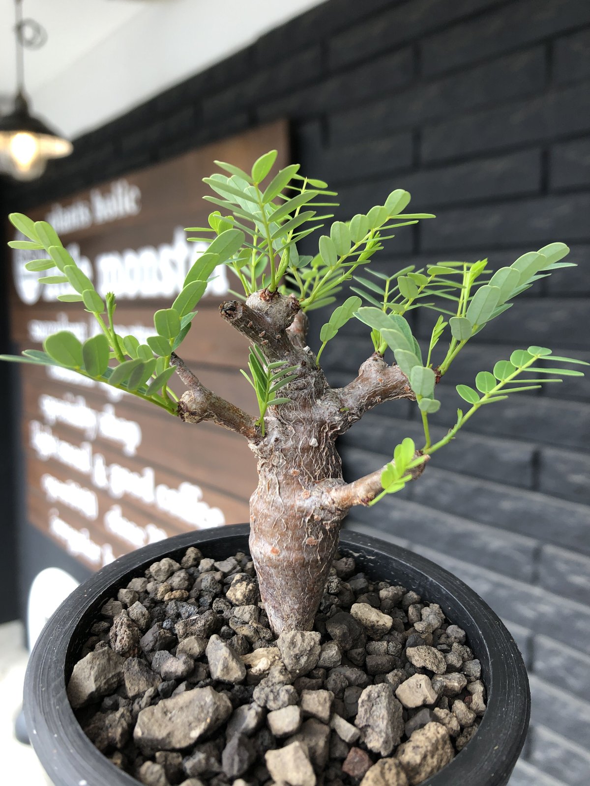 センナ・メリディオナリス Senna meridionalis 現地球　大株 senna meridionalis センナ メリディオナリス ※現地球発根済株 極上