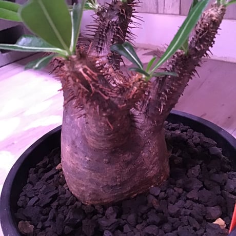 packypodium  gracilius 黒肌《M size》  現地球  発根済み株   mad black pot植え
