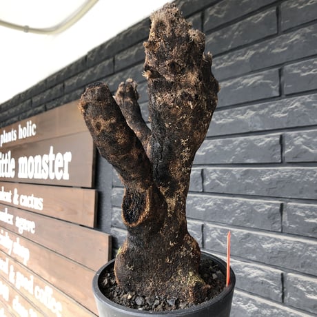 xerophyta trichophylla《S size》※現地球発根後店主国内管理2年株※驚愕強靭株※枝振り良くweightもlow‼︎株元極太サイズ※mad black pot植え