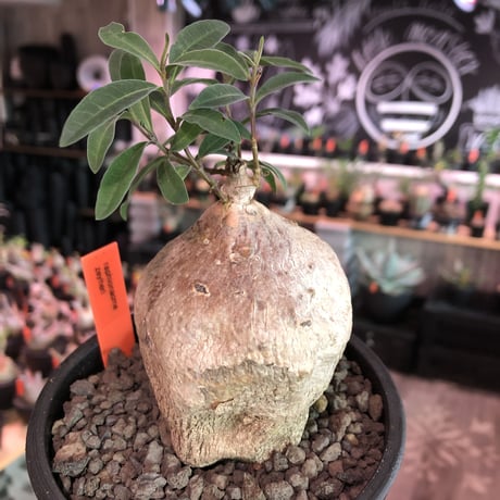 raphionacme zeyheri《M size》希少種※現地球発根済株※店主国内管理5年株※希少性も高く、ぼってり樹形且つ白肌が美しい存在感も抜群な一株※mad black pot植え
