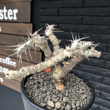 sarcocaulon crassicaule《L size》※現地球発根済株※店主国内管理4年株※良きサイズ感に鋭く赤味ある強刺に縮れ葉＆白花のギャップ萌えする良樹形※mad black pot植え