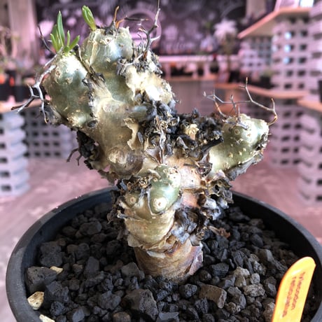tylecodon    reticulatus《M  size》発根済み株‼︎