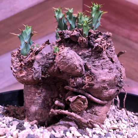 euphorbia    clavigera《激希少》M size