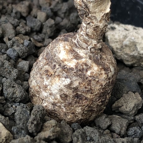 monadenium capitatum《M size 》希少種※現地球発根済※丸み強き株元に霜降り班模様が美しくもかわいい一株※mad black pot植え