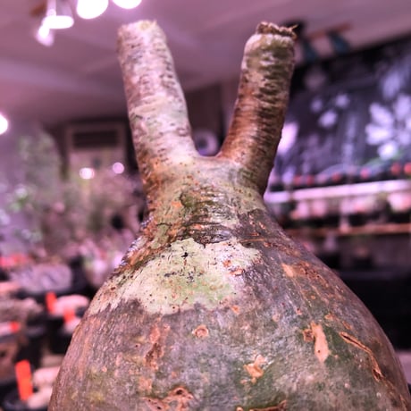 packypodium  gracilius《大きめM size》一部グリーン肌※現地球発根済株※店主国内管理3年株※特化した肌colorにweight低き球体株な装い※mad black pot植え