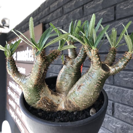 pachypodium gracilius 《L size》希少‼︎green肌 &ぼってり3-he'd株※現地球発根後店主国内管理4年株※weight低く両A面株※black bowl pot植え