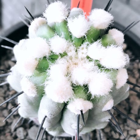 copiapoa cinerea 黒王丸《大きめM size》激希少※現地球発根後店主国内管理13年株※選抜特選株※mad black bowl pot植え