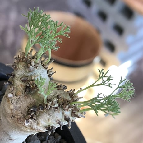 sarcocaulon peniculinum《大きめS size》激希少種※現地球発根後店主国内管理5年株※堪らないほど極白の美しい一株※mad black pot植え
