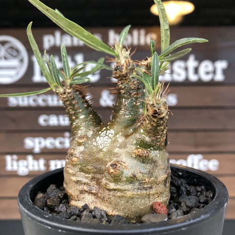 pachypodium  gracilius《大きめS size》激希少‼︎極green肌※現地球発根済株※店主国内管理2年株※手を開いたような良き枝振りな低重心樹形※mad black pot植え