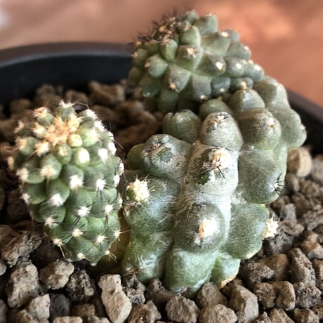 copiapoa   hypogaea《大きめM size》※現地球カキ仔自根株（子株付き）※店主国内管理2年株※良き肌質に優しい黒棘がwild且つ魅力的なヒポガエア※mad black pot植え