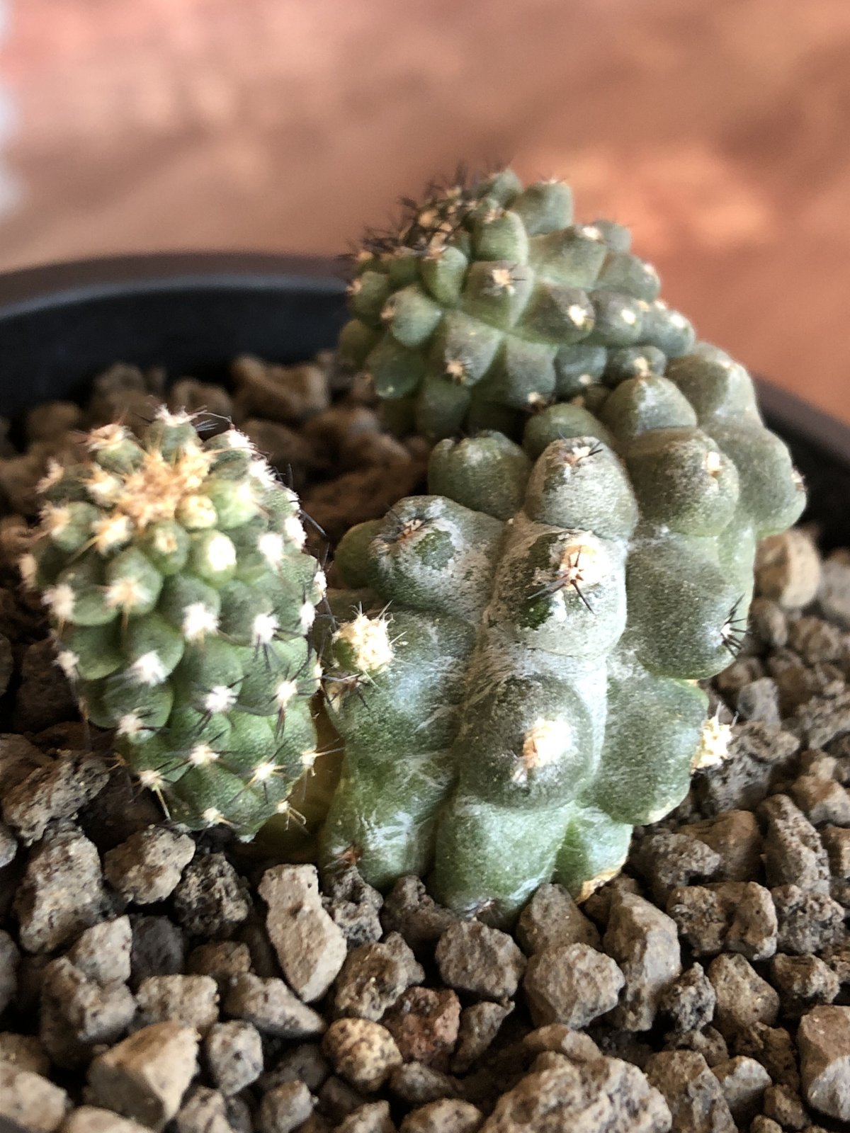 copiapoa hypogaea《大きめM size》※現地球カキ仔自根株(子株 copiapoa hypogaea《大きめM size》※現地球カキ仔自根株(子株