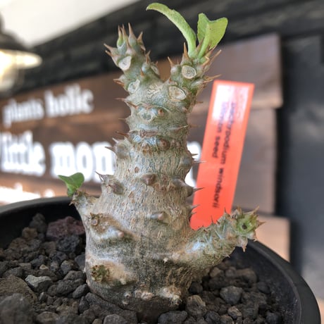 pachypodium windsorii《M size》※選抜littmon seed🌱※weight低き極ぼってり株元&枝振りも◎良樹形※mad black pot植え