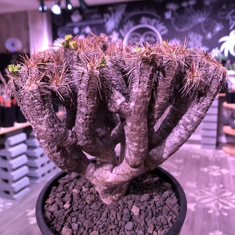 euphorbia    guillauminiana《L  size》※現地球発根済株※幹は太め且つ荒い肌質&枝数多きwildギラウミ‼︎balance良株‼︎※mad black pot植え