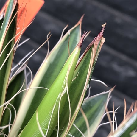 agave filifera ssp.schidigera班入り《M size》※現地球発根後店主国内管理2年株※大変美しくそして締まり良き一株‼︎※mad black bowl pot植え