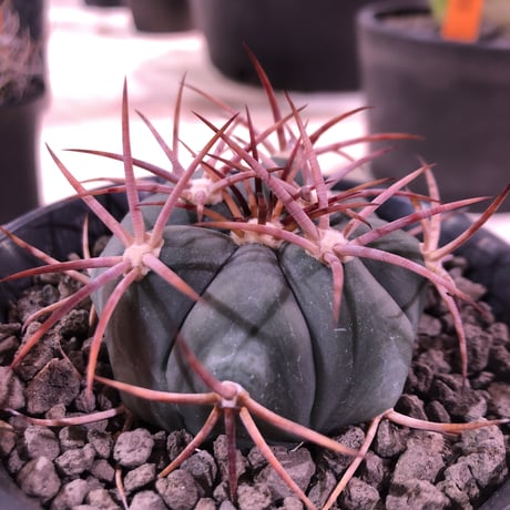 echinocactus   太平丸