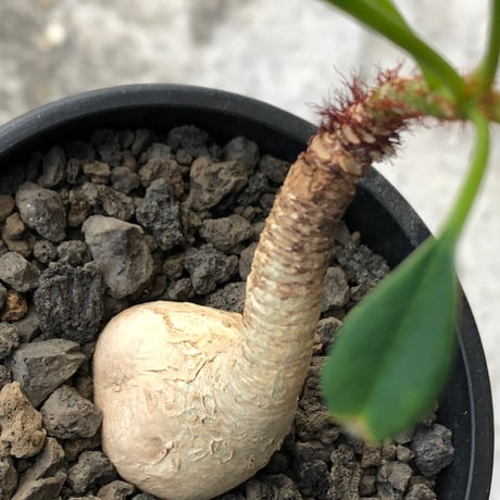 euphorbia ramena《M size》※現地球株発根済※ぽっこり丸み強き株元＆絶妙に捻くれた枝振りバランスが愛らしいラメナ※black bowl pot植え