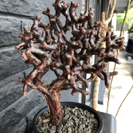 pelargonium  mirabile《L L size》※国内7年  店主管理株  幹上がり仕立てのpremiumミラビレ🌱  ※mad black pot植え