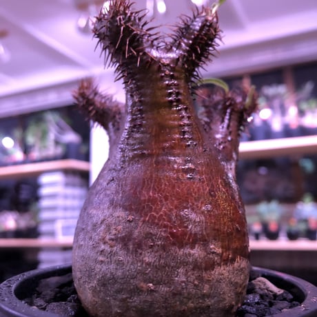 packypodium  gracilius《S size》※現地球発根済み株‼︎  （限定1株）※一期一会な赤肌球体チビキリス※mad black pot植え
