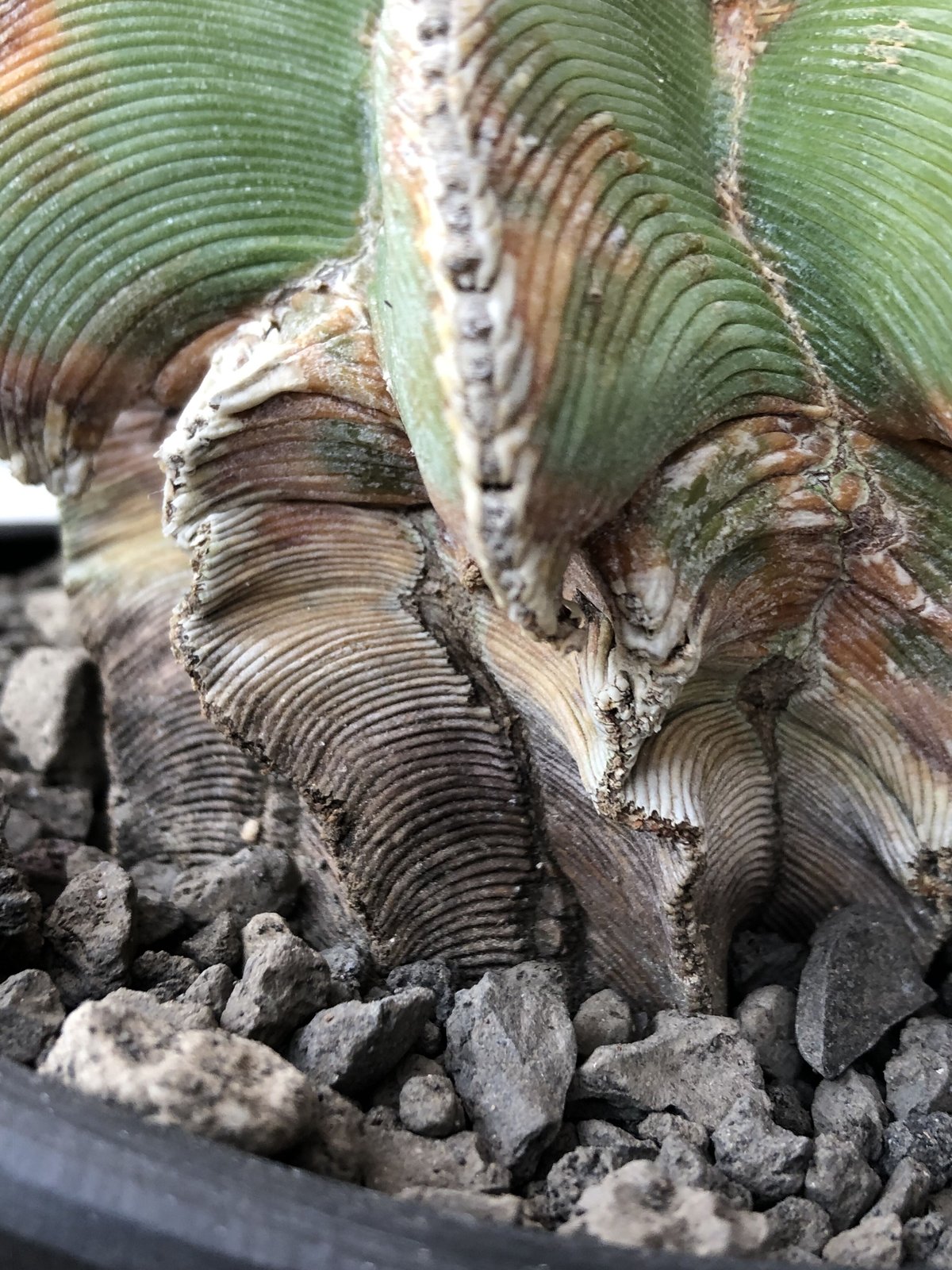 aztekium hintonii《LL size》※現地球発根後店主国内管理22年株