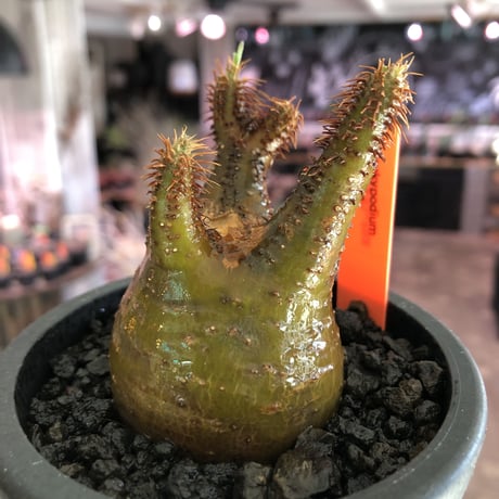 pachypodium gracilius《S size》激希少‼︎極green肌 &赤棘※現地球発根済株※店主国内管理2年株※極weight低き短枝ぼってり樹形※mad black pot植え