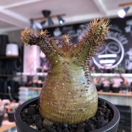 pachypodium  gracilius《小さめM size》※現地球発根済株※店主国内管理3年株※希少green &赤肌のアシンメトリーカラーなwild株‼︎※mad black pot植え