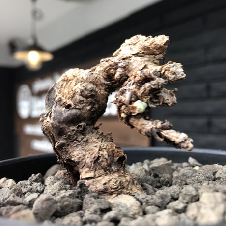 pelargonium triste《小さめM size》※現地球発根済株※店主国内管理3年株※小振りでもwild樹形＆特化した荒々しい肌質な大株にも勝る一株※mad black bowl pot植え