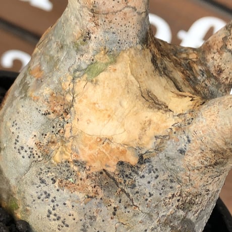 packypodium  gracilius《M size》※現地球発根済株※店主国内管理3年株※頭頂部全体が現地焼けの上、丁度良きサイズ感＆balance良樹形※mad black pot植え