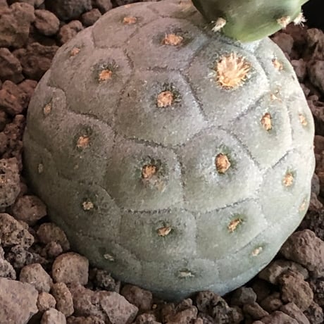 tephrocactus geometricus 《M size》※現地球株カキ仔発根済※③丸々とかわいく綺麗な玉型維持のカキ仔※black bowl pot植え