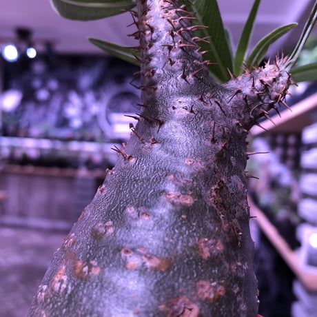 packypodium  gracilius 《小さめM size》 希少‼︎green肌‼︎ぼってりグラキ‼︎ ※現地球発根済み株‼︎※mad black  pot植え