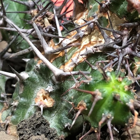 euphorbia golisana《M size》※現地球株発根済※木質化した極太主頭から伸びる良枝振りとコントラストが美しく厳つい棘々しさも堪らない‼︎※black bowl pot植え