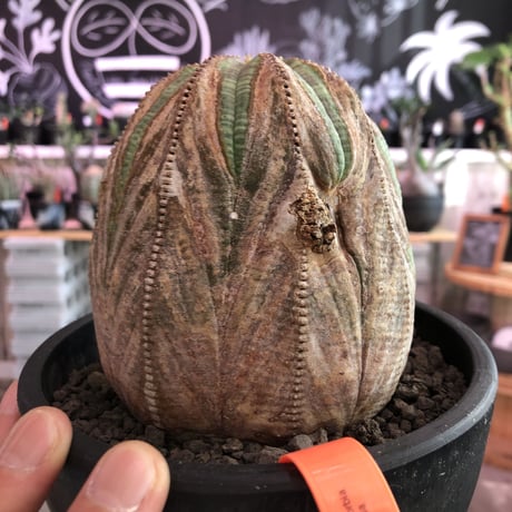 euphorbia obesa《L size》年代物‼︎木質化株‼︎※大変古株のため、頭頂部付近まで木質化したかっこ良く仕上がった一株‼︎※mad black bowl pot植え